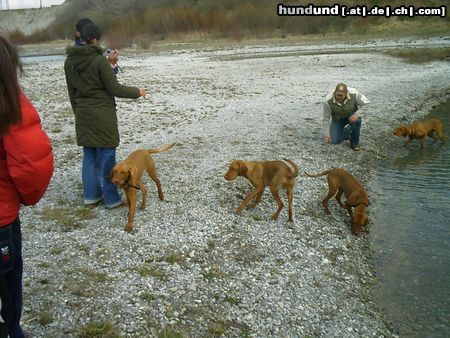 Kurzhaariger Ungarischer Vorstehhund Hunde Foto 13836 Kurzhaariger Ungarischer Vorstehhund welpentreffen ostern04