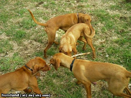 Kurzhaariger Ungarischer Vorstehhund Hunde Foto 13838 Kurzhaariger Ungarischer Vorstehhund eine schrecklich nette familie