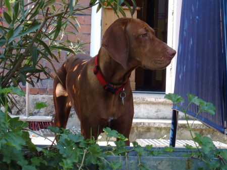 Kurzhaariger Ungarischer Vorstehhund unsere 