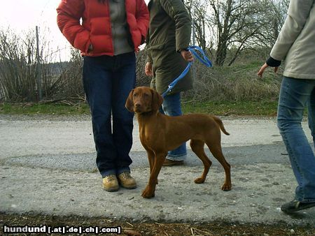 Kurzhaariger Ungarischer Vorstehhund Hunde Foto 13842 Kurzhaariger Ungarischer Vorstehhund meine schwester afra