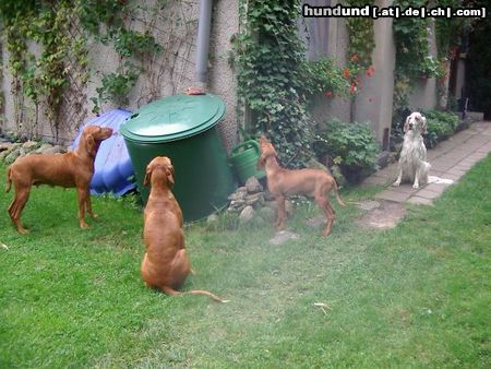 Kurzhaariger Ungarischer Vorstehhund Hunde Foto 14678 Kurzhaariger Ungarischer Vorstehhund Mama, 2x Tanten und ich (Lena) hypnotisieren ein Schweineohr....