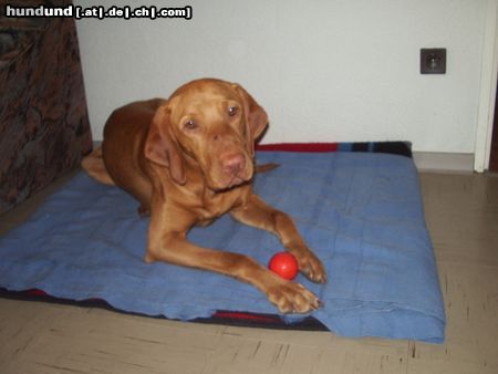 Kurzhaariger Ungarischer Vorstehhund Hunde Foto 21984 in höherer Auflösung ansehen Kurzhaariger Ungarischer Vorstehhund