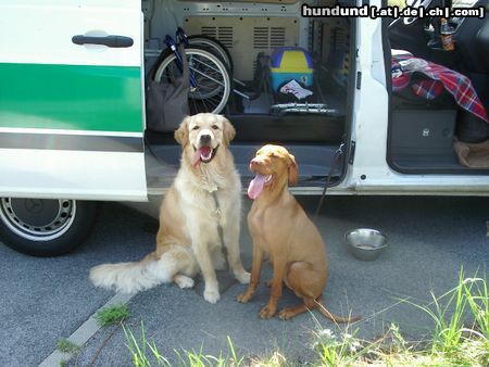 Kurzhaariger Ungarischer Vorstehhund Hunde Foto 23927 in höherer Auflösung ansehen Kurzhaariger Ungarischer Vorstehhund Cico und Lena....