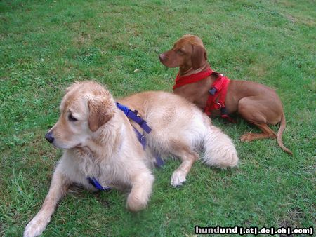 Kurzhaariger Ungarischer Vorstehhund Hunde Foto 23928 in höherer Auflösung ansehen Kurzhaariger Ungarischer Vorstehhund Cico und Lena....