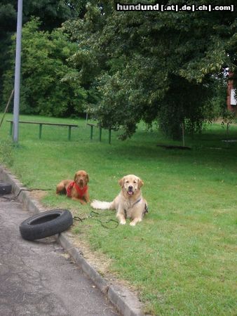 Kurzhaariger Ungarischer Vorstehhund Hunde Foto 23929 in höherer Auflösung ansehen Kurzhaariger Ungarischer Vorstehhund Cico und Lena....