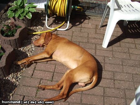 Kurzhaariger Ungarischer Vorstehhund Bei gutem Wetter leg' ich mich überall hin!!