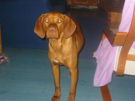 Kurzhaariger Ungarischer Vorstehhund Hunde Foto 27093 Kurzhaariger Ungarischer Vorstehhund Trotz Sofaverbot