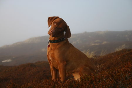 Kurzhaariger Ungarischer Vorstehhund Hunde Foto 35392 in höherer Auflösung ansehen Kurzhaariger Ungarischer Vorstehhund juri auf sylt