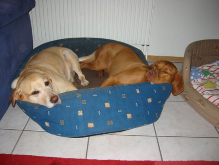 Kurzhaariger Ungarischer Vorstehhund Hunde Foto 27119 in höherer Auflösung ansehen Kurzhaariger Ungarischer Vorstehhund Liebe ist alles