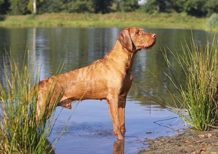 Kurzhaariger Ungarischer Vorstehhund Unsere  Arasz