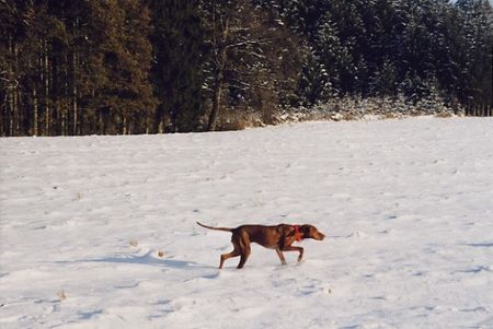 Kurzhaariger Ungarischer Vorstehhund Hunde Foto 28077 in höherer Auflösung ansehen Kurzhaariger Ungarischer Vorstehhund Inka