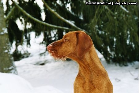 Kurzhaariger Ungarischer Vorstehhund Hunde Foto 7231 Kurzhaariger Ungarischer Vorstehhund Ivett im Winter