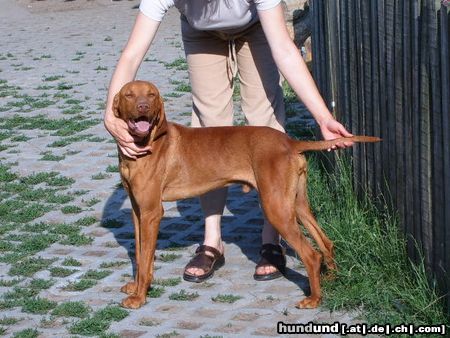 Kurzhaariger Ungarischer Vorstehhund Hunde Foto 24051 Kurzhaariger Ungarischer Vorstehhund