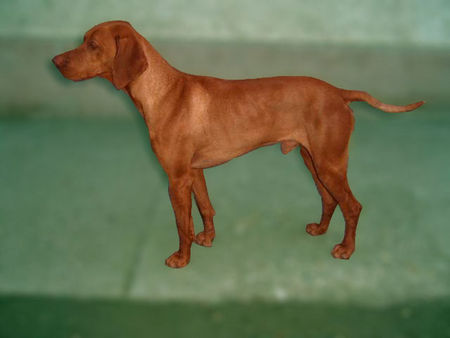Kurzhaariger Ungarischer Vorstehhund Hunde Foto 31940 in höherer Auflösung ansehen Kurzhaariger Ungarischer Vorstehhund HJCH Sugar Jeles