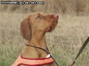 Kurzhaariger Ungarischer Vorstehhund Hunde Foto 2767 Kurzhaariger Ungarischer Vorstehhund wire-vizsla, female Quodian's Ibolya
