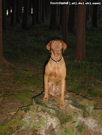 Kurzhaariger Ungarischer Vorstehhund Hunde Foto 17652 Kurzhaariger Ungarischer Vorstehhund Buffi das Waldgespenst