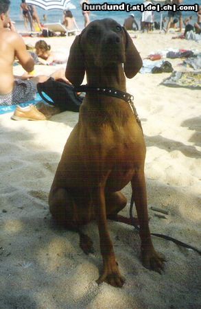 Kurzhaariger Ungarischer Vorstehhund Hunde Foto 3625 Kurzhaariger Ungarischer Vorstehhund Kira