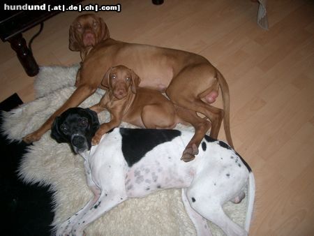 Kurzhaariger Ungarischer Vorstehhund Hunde Foto 7860 Kurzhaariger Ungarischer Vorstehhund Lico, Ares u. Welpe Tito..