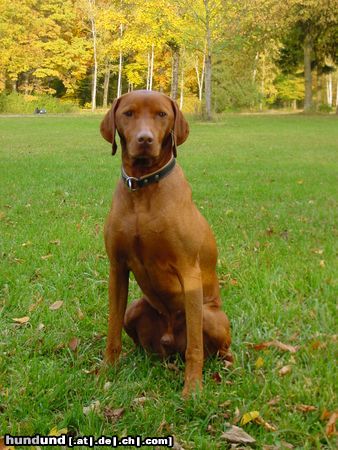 Kurzhaariger Ungarischer Vorstehhund Hunde Foto 16280 Kurzhaariger Ungarischer Vorstehhund Im Einklang mit dem Herbst
