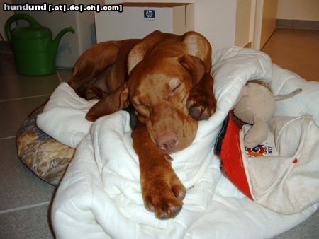 Kurzhaariger Ungarischer Vorstehhund Hunde Foto 12162 Kurzhaariger Ungarischer Vorstehhund Luna, 6 Monate,.. so ein Bürotag ist ganz schön anstrengend..