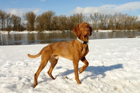 Kurzhaariger Ungarischer Vorstehhund Hunde Foto 29395 in höherer Auflösung ansehen Kurzhaariger Ungarischer Vorstehhund Unser Schatz