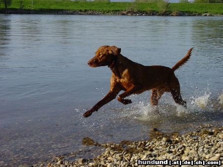 Kurzhaariger Ungarischer Vorstehhund Hunde Foto 21737 in höherer Auflösung ansehen Kurzhaariger Ungarischer Vorstehhund Laszlo in der Donau