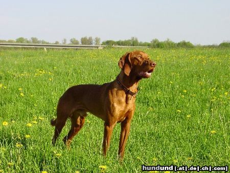 Kurzhaariger Ungarischer Vorstehhund Hunde Foto 21735 in höherer Auflösung ansehen Kurzhaariger Ungarischer Vorstehhund Laszlo in den Donau Auen