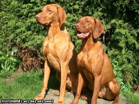 Kurzhaariger Ungarischer Vorstehhund Hunde Foto 21049 Kurzhaariger Ungarischer Vorstehhund Geschwisterchen Lico & Aphra!