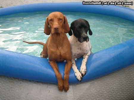 Kurzhaariger Ungarischer Vorstehhund Hunde Foto 24096 Kurzhaariger Ungarischer Vorstehhund N' Pool nur für uns beide.. Yeeaahh...