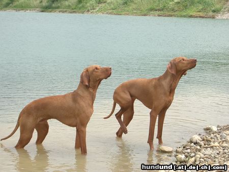 Kurzhaariger Ungarischer Vorstehhund Hunde Foto 6877 Kurzhaariger Ungarischer Vorstehhund Lico & Gina