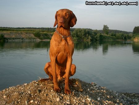 Kurzhaariger Ungarischer Vorstehhund Lico 14 Monate