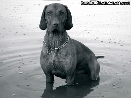 Kurzhaariger Ungarischer Vorstehhund Hunde Foto 6919 Kurzhaariger Ungarischer Vorstehhund Lico 16 Monate