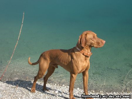 Kurzhaariger Ungarischer Vorstehhund Hunde Foto 10556 Kurzhaariger Ungarischer Vorstehhund Lico an seinem Lieblings-Badesee..