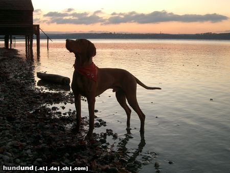 Kurzhaariger Ungarischer Vorstehhund Hunde Foto 7356 Kurzhaariger Ungarischer Vorstehhund Endlich Urlaub!!