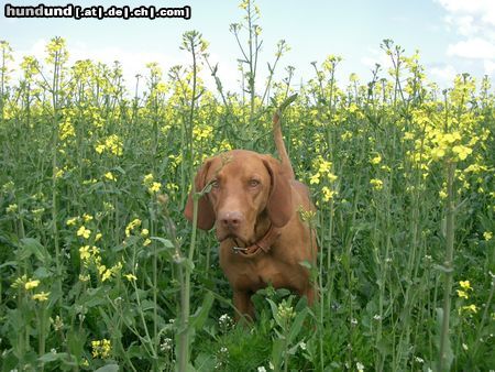 Kurzhaariger Ungarischer Vorstehhund Hunde Foto 11228 Kurzhaariger Ungarischer Vorstehhund Mann o Mann, hier tummelt sich vieleicht was..