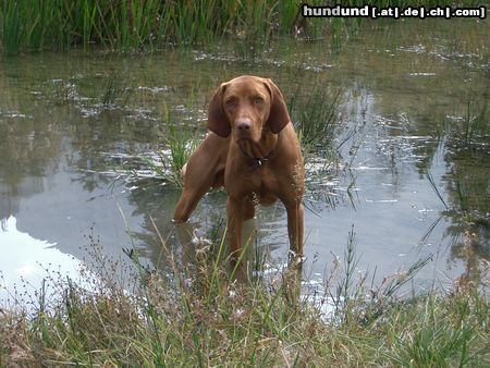Kurzhaariger Ungarischer Vorstehhund Hunde Foto 9467 Kurzhaariger Ungarischer Vorstehhund Licos' Abenteuerspielplatz!!!