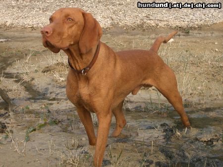 Kurzhaariger Ungarischer Vorstehhund Lico 16 Monate