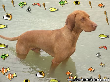 Kurzhaariger Ungarischer Vorstehhund Hunde Foto 7502 Kurzhaariger Ungarischer Vorstehhund Nemo Nemo.. Es gibt kein entkommen..!!