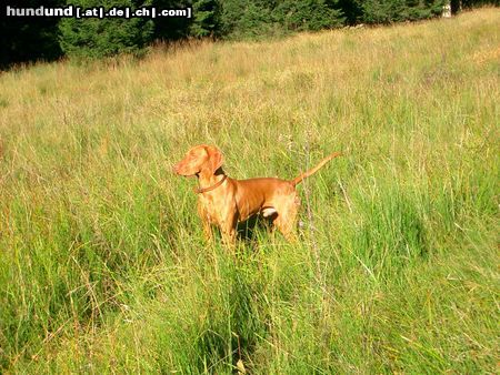 Kurzhaariger Ungarischer Vorstehhund Hunde Foto 12547 Kurzhaariger Ungarischer Vorstehhund Lico und die Natur..! Absolute Harmonie..