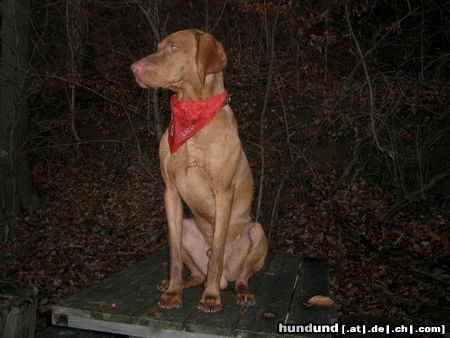 Kurzhaariger Ungarischer Vorstehhund Hunde Foto 7355 Kurzhaariger Ungarischer Vorstehhund Lico mit Sonntagstuch!!
