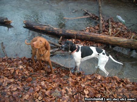Kurzhaariger Ungarischer Vorstehhund Hunde Foto 17529 Kurzhaariger Ungarischer Vorstehhund Zwei Räuber auf Erkundungstour!