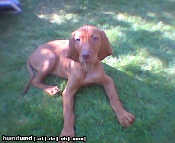 Kurzhaariger Ungarischer Vorstehhund Hunde Foto 13521 Kurzhaariger Ungarischer Vorstehhund Lisa vom Gellertberg 11 Wochen alt
