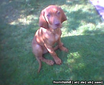 Kurzhaariger Ungarischer Vorstehhund Hunde Foto 13522 Kurzhaariger Ungarischer Vorstehhund Meine kleine Lisa mit11 Wochen