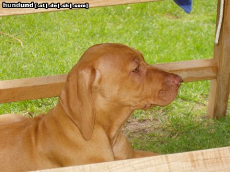 Kurzhaariger Ungarischer Vorstehhund Hunde Foto 14523 Kurzhaariger Ungarischer Vorstehhund Bin ich nicht hübsch!! Lisa mit 14 Wochen
