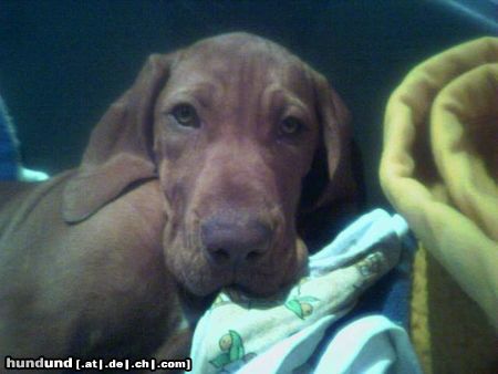 Kurzhaariger Ungarischer Vorstehhund Hunde Foto 12679 Kurzhaariger Ungarischer Vorstehhund Maggy 14 Wochen