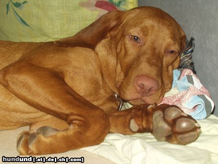 Kurzhaariger Ungarischer Vorstehhund Hunde Foto 21913 Kurzhaariger Ungarischer Vorstehhund Lass mich doch in Ruhe... *gähn*