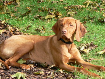 Kurzhaariger Ungarischer Vorstehhund Hunde Foto 29872 in höherer Auflösung ansehen Kurzhaariger Ungarischer Vorstehhund Mein Schatz Ibo (Ibbo of Sirius)
