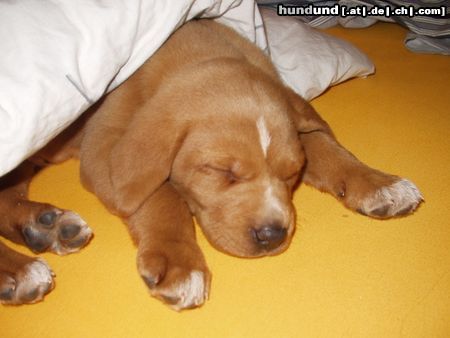 Kurzhaariger Ungarischer Vorstehhund Hunde Foto 22605 in höherer Auflösung ansehen Kurzhaariger Ungarischer Vorstehhund Unser kleines Baby