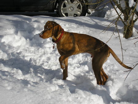 Kurzhaariger Ungarischer Vorstehhund Unser Arpad