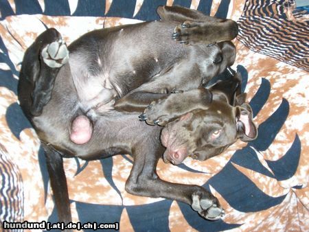 Kurzhaariger Ungarischer Vorstehhund Hunde Foto 20677 in höherer Auflösung ansehen Kurzhaariger Ungarischer Vorstehhund Völlig entspanntes schlafen